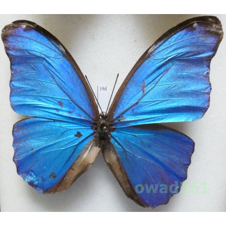 Morpho menelaus (Linnaeus, 1758) Peru 100mm19d
